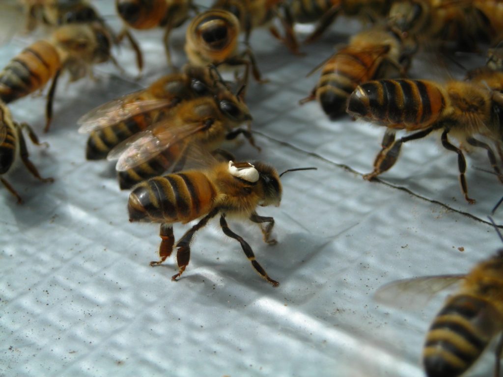 Bees with RFID tags